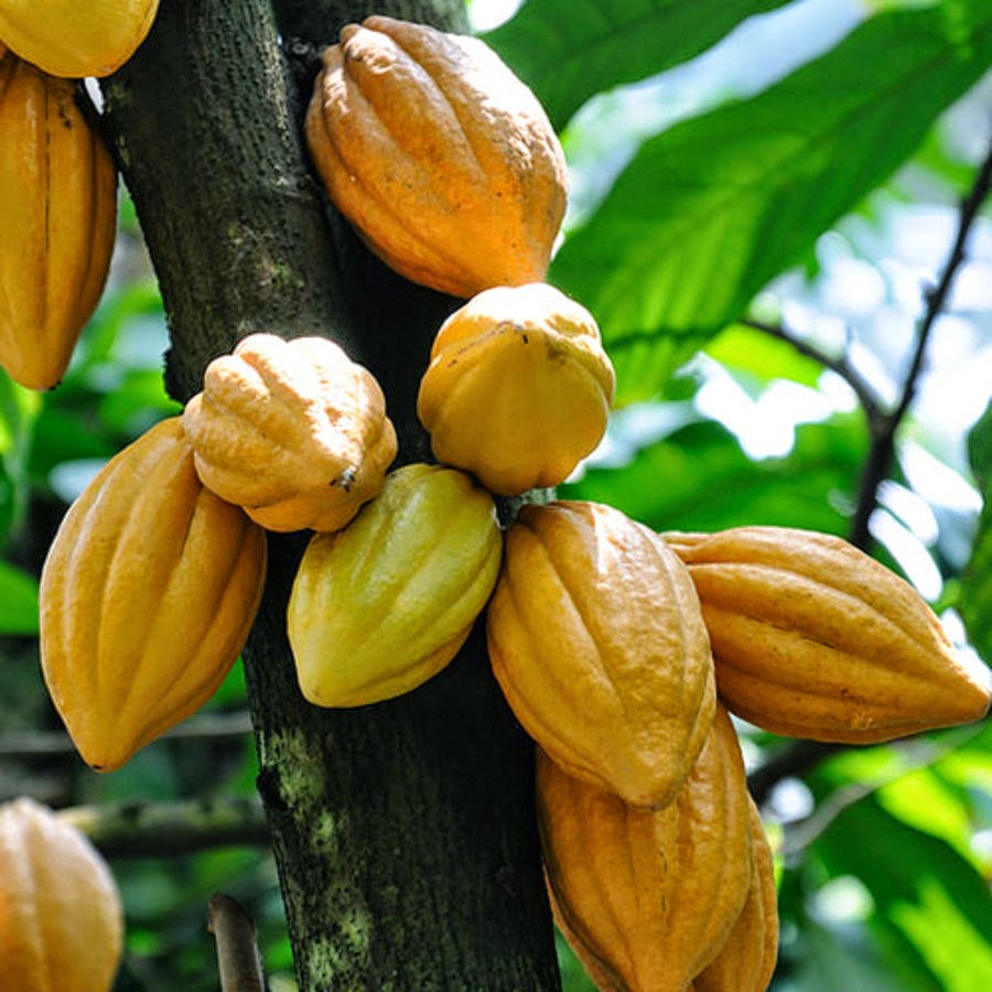 Cocoa