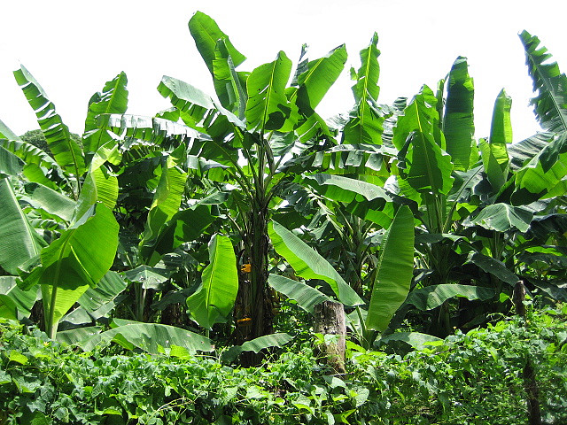 Plantain