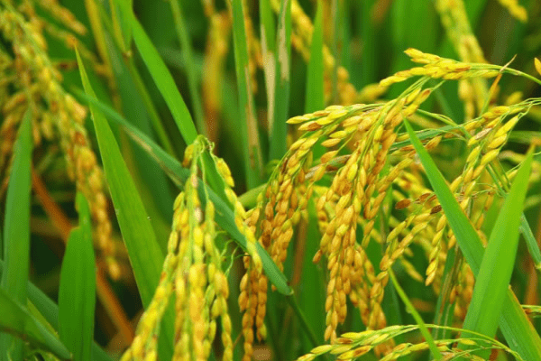 Rice